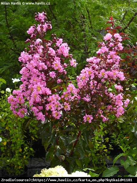 Lagerstremia indyjska Rhapsody in Pink - Bez południa ,różowe kwiaty, NA PNIU!!! - Lagerstroemia indica Rhapsody in Pink