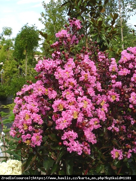 Lagerstremia indyjska Rhapsody in Pink - Bez południa ,różowe kwiaty, NA PNIU!!! - Lagerstroemia indica Rhapsody in Pink