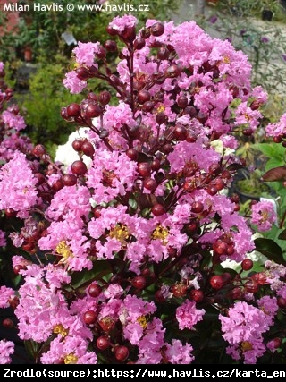 Lagerstremia indyjska Rhapsody in Pink - Bez południa ,różowe kwiaty, NA PNIU!!! - Lagerstroemia indica Rhapsody in Pink