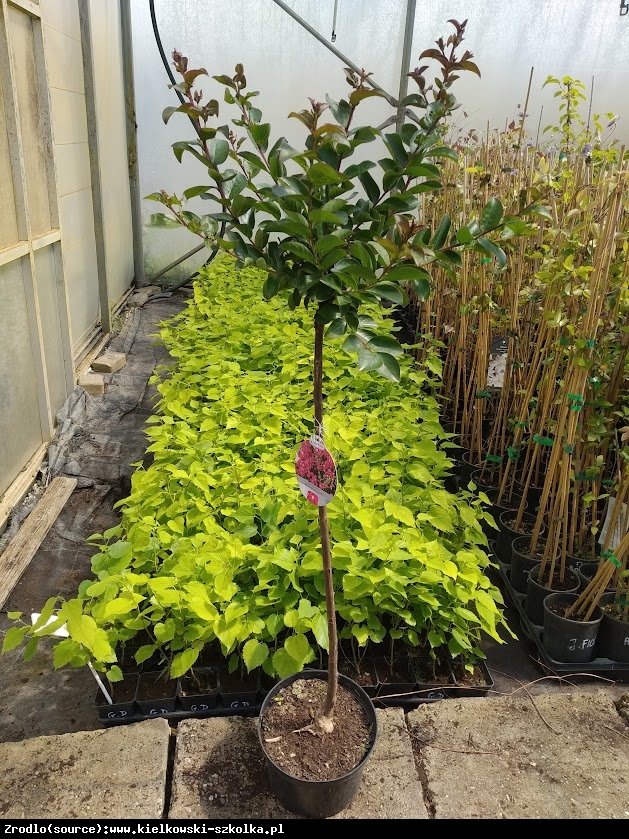 Lagerstremia indyjska Rhapsody in Pink - URZEKAJĄCE,różowe kwiaty, NA PNIU!!! - Lagerstroemia indica Rhapsody in Pink