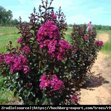 Lagerstremia indyjska Rhapsody in Blue - Bez południa, ciemnoróżowe kwiaty, NA PNIU!!! - Lagerstroemia indica Rhapsody in Blue