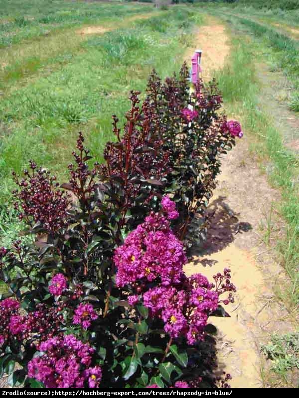 Lagerstremia indyjska Rhapsody in Blue - Bez południa, ciemnoróżowe kwiaty, NA PNIU!!! - Lagerstroemia indica Rhapsody in Blue