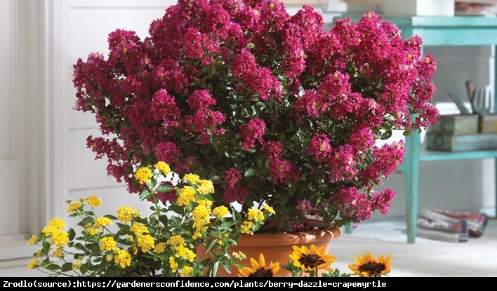 Lagerstremia indyjska Berry Dazzle - Bez południa, czerwono-purpurowe kwiaty, NA PNIU!!! - Lagerstroemia indica Berry Dazzle