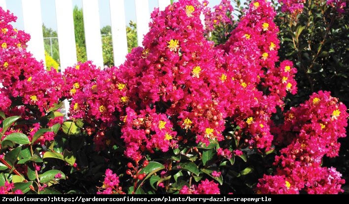 Lagerstremia indyjska Berry Dazzle - Bez południa, czerwono-purpurowe kwiaty, NA PNIU!!! - Lagerstroemia indica Berry Dazzle