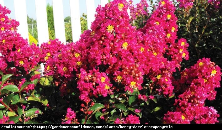 Lagerstremia indyjska Berry Dazzle - Bez południa, czerwono-purpurowe kwiaty, NA PNIU!!! - Lagerstroemia indica Berry Dazzle