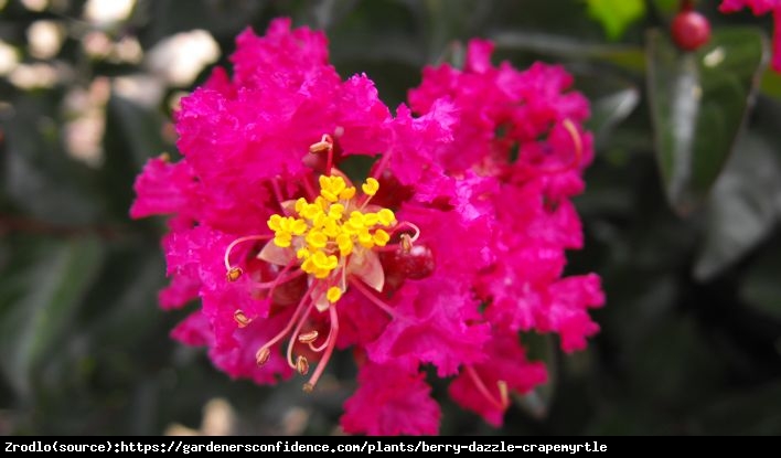 Lagerstremia indyjska Berry Dazzle - Bez południa, czerwono-purpurowe kwiaty, NA PNIU!!! - Lagerstroemia indica Berry Dazzle