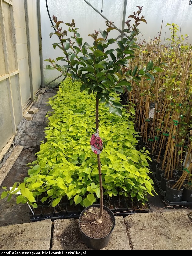 Lagerstremia indyjska Berry Dazzle - Bez południa, czerwono-purpurowe kwiaty, NA PNIU!!! - Lagerstroemia indica Berry Dazzle