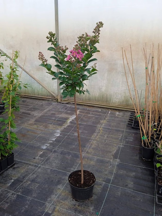 Lagerstremia indyjska Berry Dazzle - Bez południa, czerwono-purpurowe kwiaty, NA PNIU!!! - Lagerstroemia indica Berry Dazzle