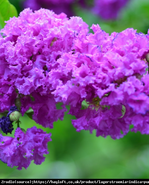 Lagerstremia indyjska Purple Star - Bez południa, fioletowe kwiaty, NA PNIU!!! - Lagerstroemia indica Purple Star