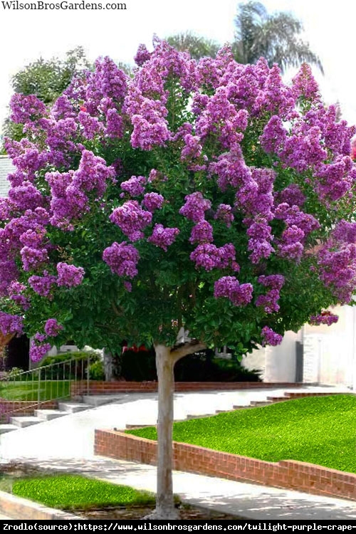 Lagerstremia indyjska Purple Star - Bez południa, fioletowe kwiaty, NA PNIU!!! - Lagerstroemia indica Purple Star