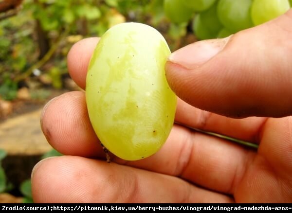 Winorośl Nadieżda Azos  - jagody wielkości śliwki węgierki - Vitis Nadieżda Azos