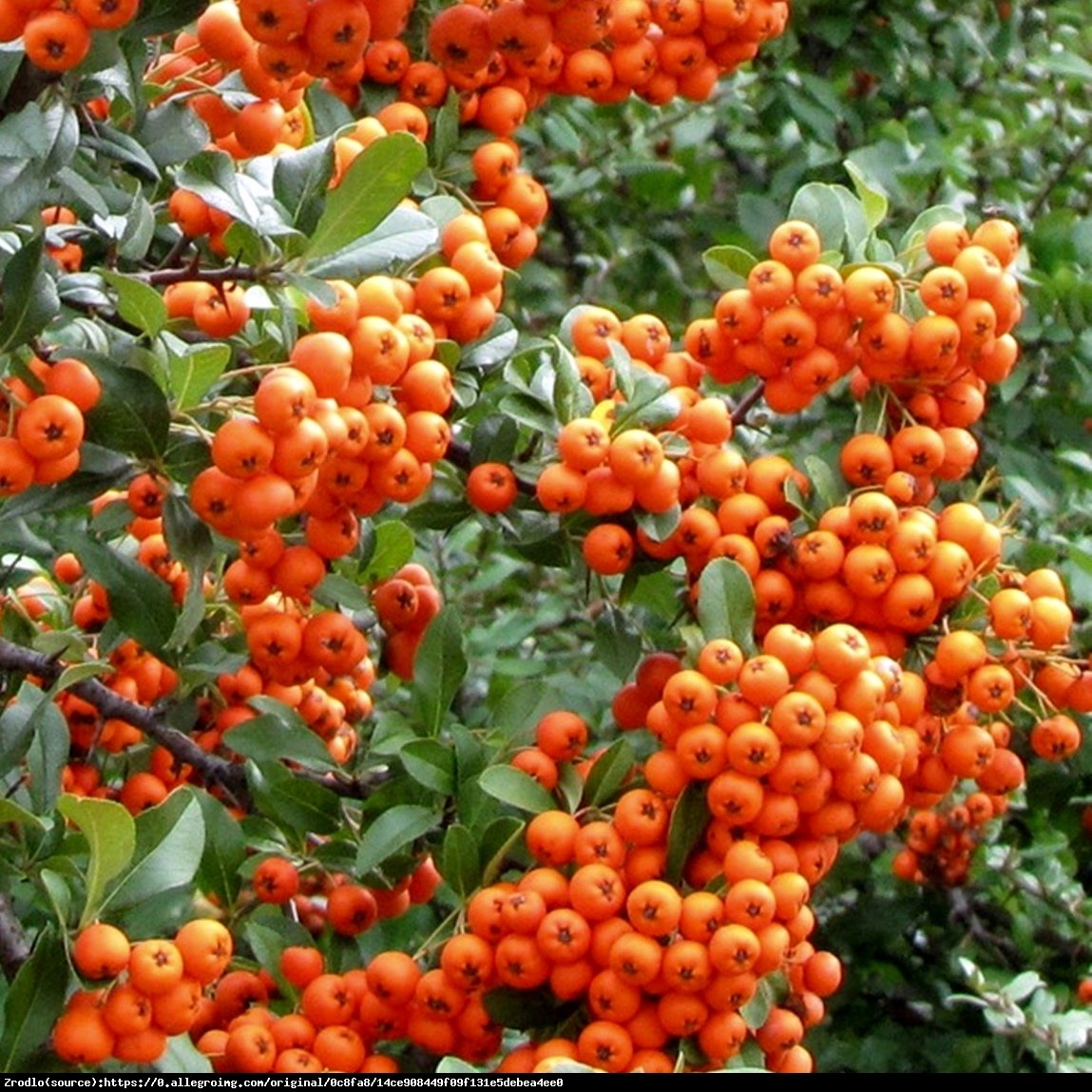 Ognik szkarłatny Orange Glow  - Pyracantha coccinea Orange Glow 