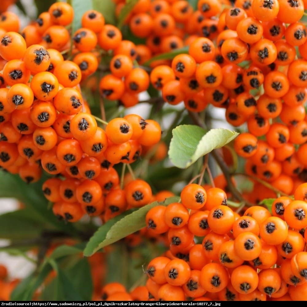 Ognik szkarłatny Orange Glow  - Pyracantha coccinea Orange Glow 