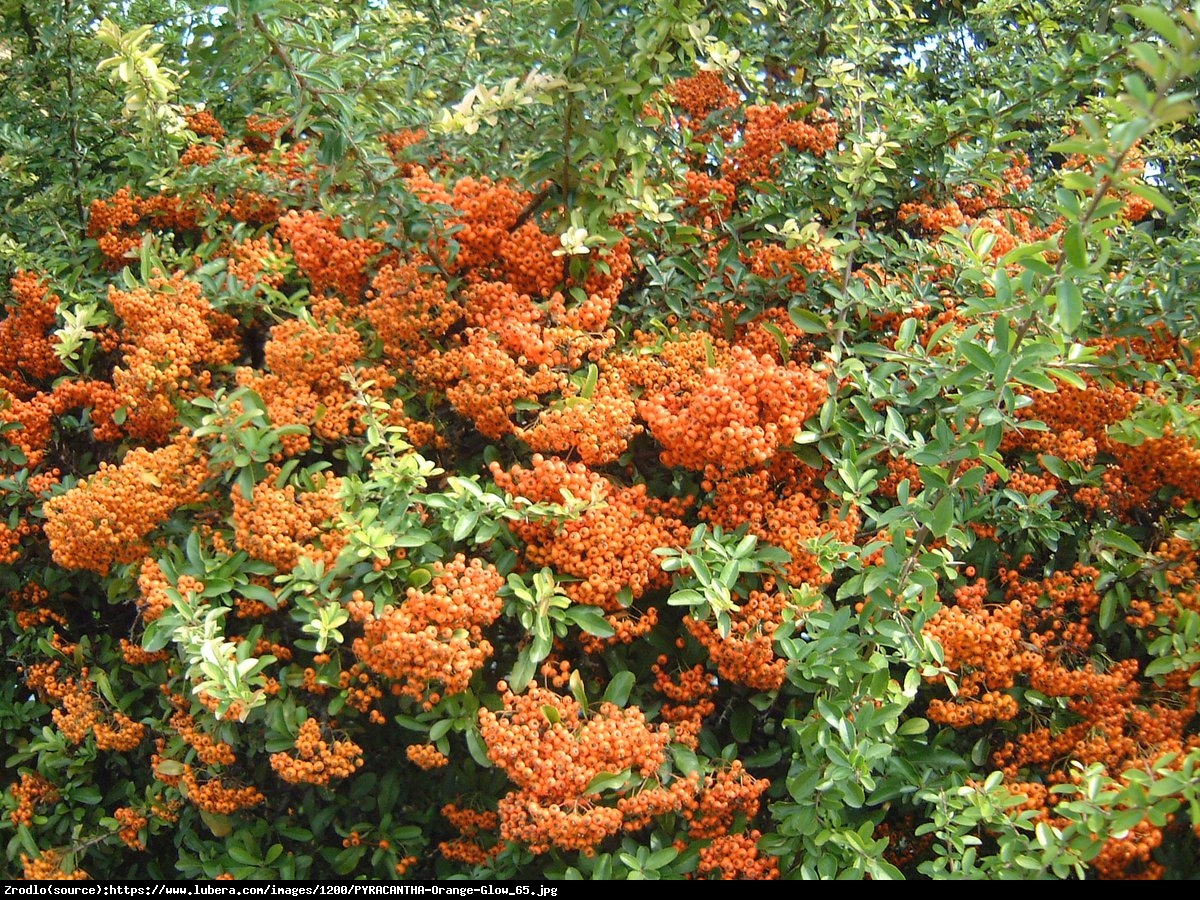 Ognik szkarłatny Orange Glow  - Pyracantha coccinea Orange Glow 