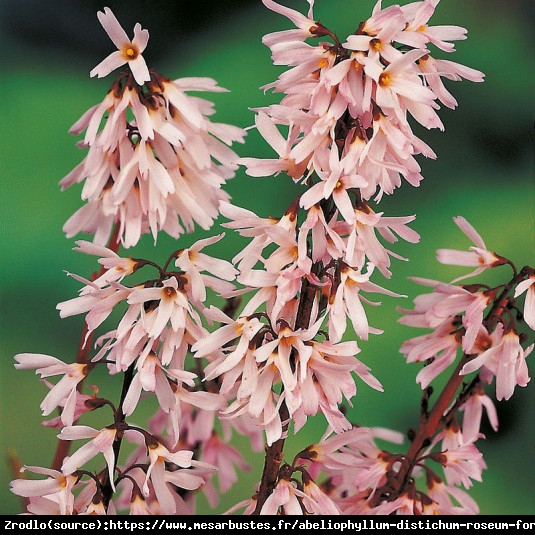 Abeliofylum koreańskie Roseum-Różowa Forsycja - Abeliophyllum distichum Roseum