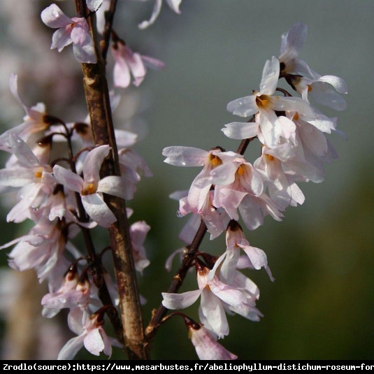 Abeliofylum koreańskie Roseum-Różowa Forsycja - Abeliophyllum distichum Roseum