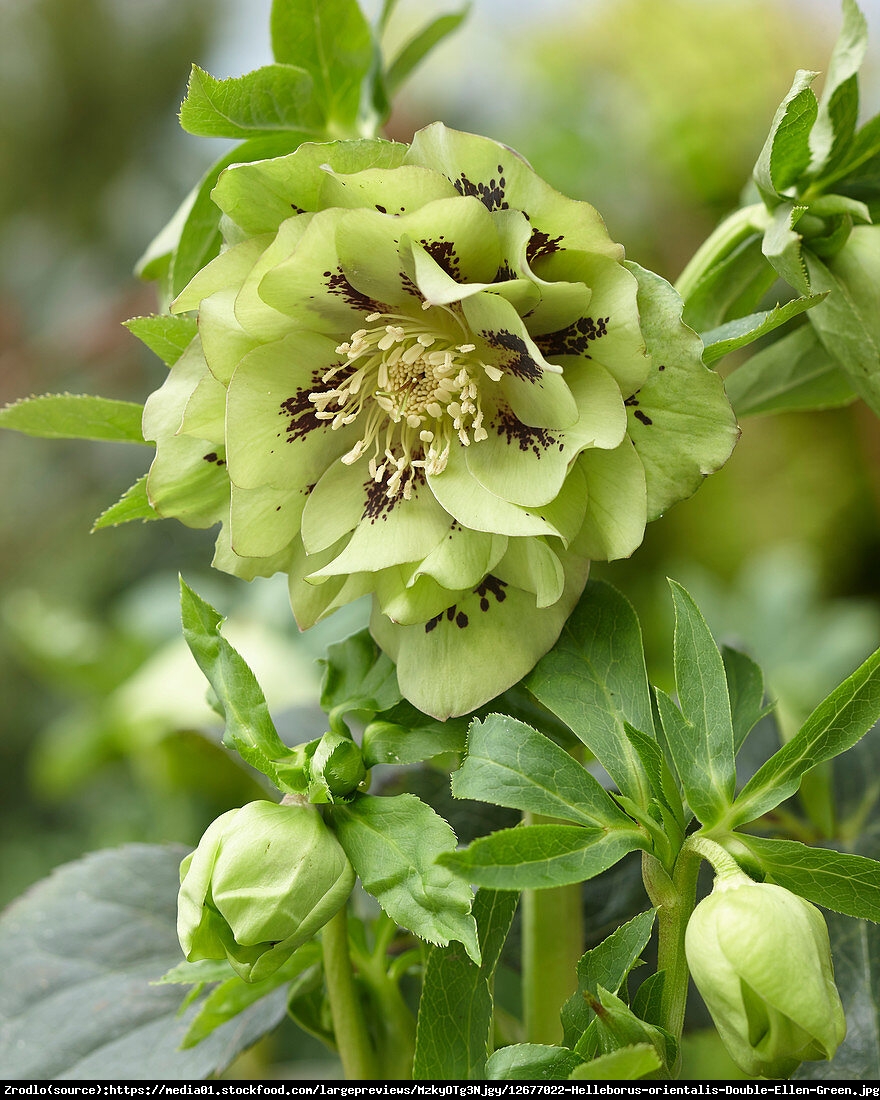 Ciemiernik Double Ellen Green Spotted-LIMONKOWE CUDO!!! - Helleborus Double Ellen Green Spotted