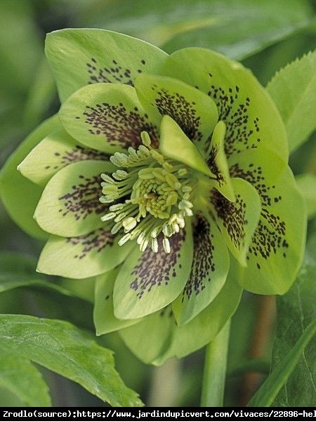 Ciemiernik Double Ellen Green Spotted-LIMONKOWE CUDO!!! - Helleborus Double Ellen Green Spotted