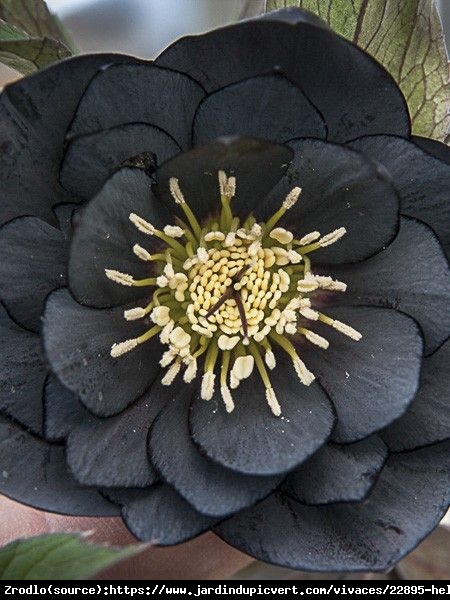 Ciemiernik wschodni Double Black - Unikat, PEŁNY, czarny !!! - Helleborus orientalis Double Black