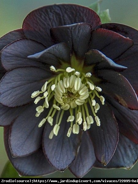 Ciemiernik wschodni Double Black - Unikat, PEŁNY, czarny !!! - Helleborus orientalis Double Black