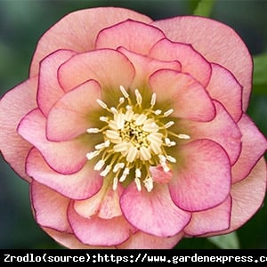 Ciemiernik wschodni Double Apricot - Morelowe cudo, RARYTAS!!! - Helleborus orientalis Double Apricot