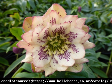 Ciemiernik wschodni Double Apricot - Morelowe cudo, RARYTAS!!! - Helleborus orientalis Double Apricot