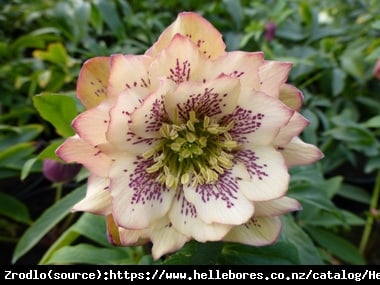 Ciemiernik wschodni Double Apricot - Morelowe cudo, RARYTAS!!! - Helleborus orientalis Double Apricot