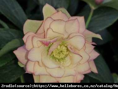 Ciemiernik wschodni Double Apricot - Morelowe cudo, RARYTAS!!! - Helleborus orientalis Double Apricot