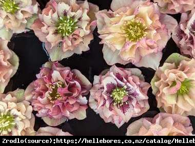 Ciemiernik wschodni Double Apricot - Morelowe cudo, RARYTAS!!! - Helleborus orientalis Double Apricot