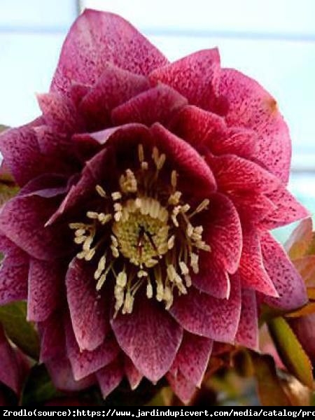 Ciemiernik wschodni Double Red Spotted - Helleborus orientalis Double Red Spotted