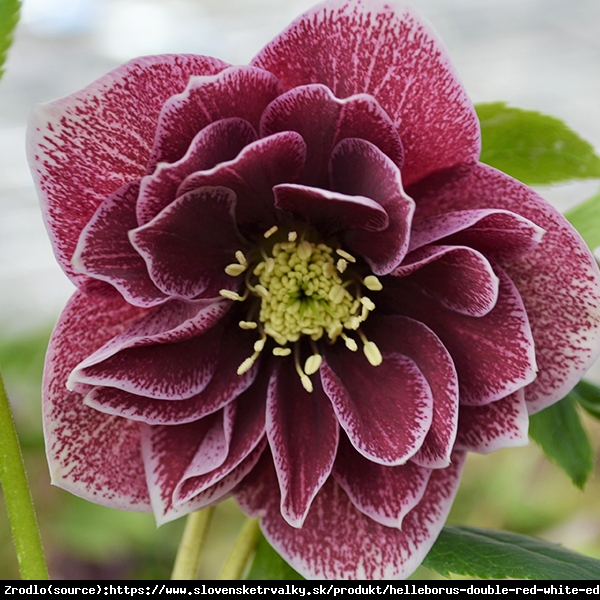 Ciemiernik wschodni Double Red White Edge - Unikat, PEŁNY, czerwony z białym obrzeżeniem !!! - Helleborus orientalis Double Red White Edge