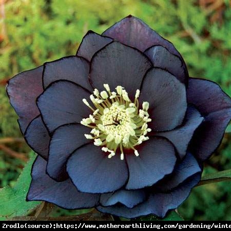 Ciemiernik wschodni Double Slaty Blue-OSZAŁAMIAJĄCA PIĘKNOŚĆ!!! - Helleborus orientalis Double Slaty Blue