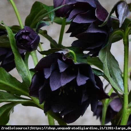 Ciemiernik wschodni Double Slaty Blue-OSZAŁAMIAJĄCA PIĘKNOŚĆ!!! - Helleborus orientalis Double Slaty Blue