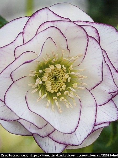 Ciemiernik wschodni Double White Purple Edge - Unikat, PEŁNY, biały z fioletowym obrzeżeniem !!! - Helleborus orientalis Double White Purple Edge