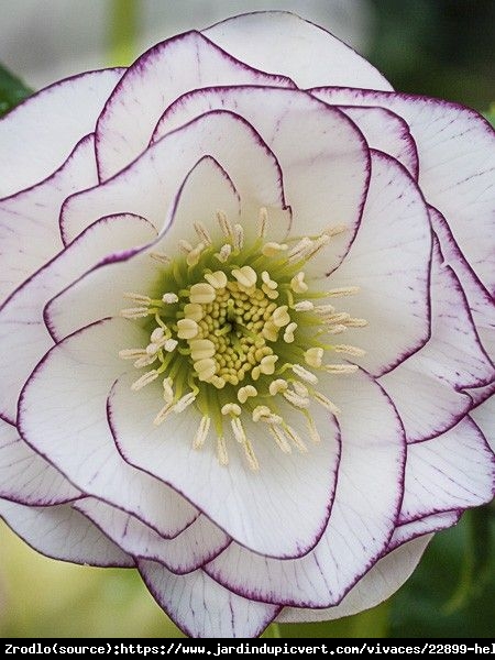 Ciemiernik wschodni Double White Purple Edge - Unikat, PEŁNY, biały z fioletowym obrzeżeniem !!! - Helleborus orientalis Double White Purple Edge