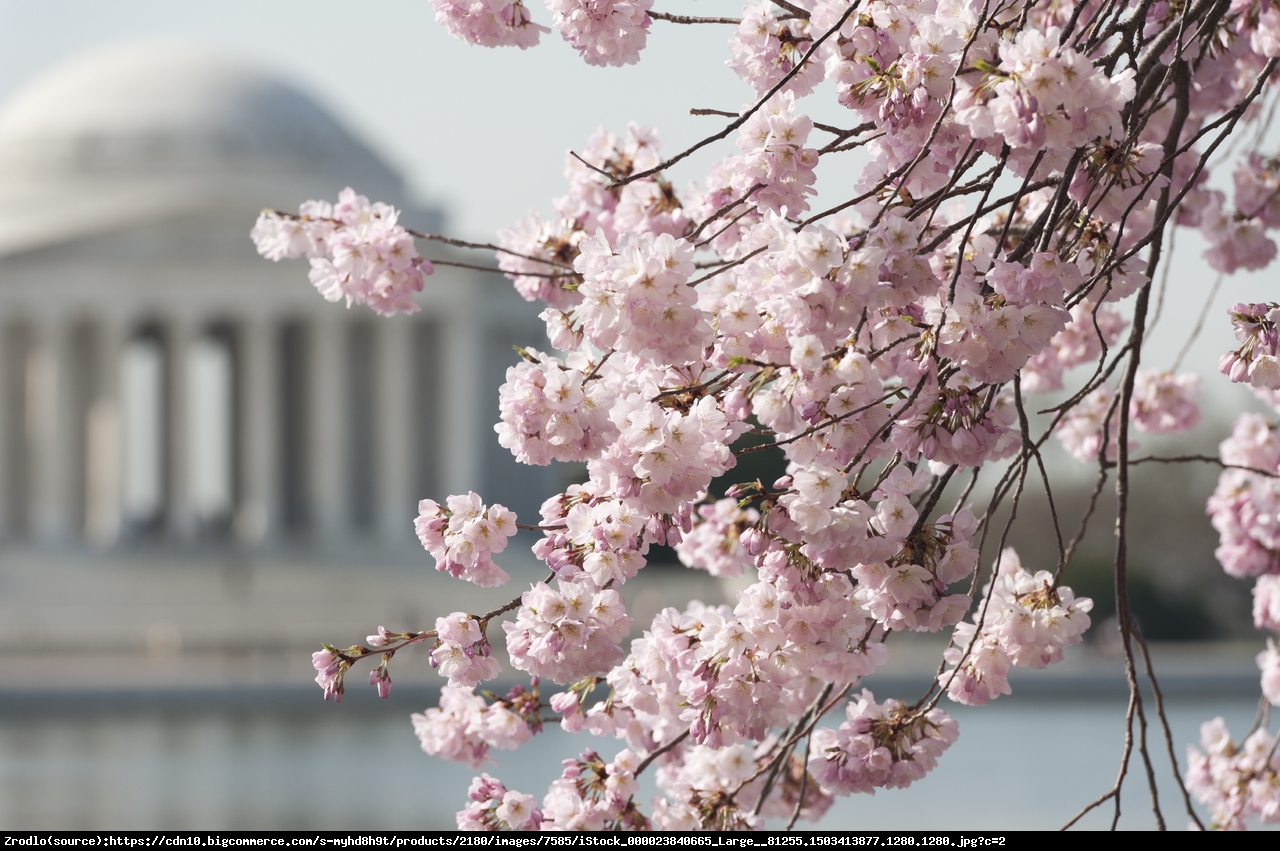 Wiśnia piłkowana Kiku-shidare-zakura - Prunus serrulata Kiku-shidare-zakura