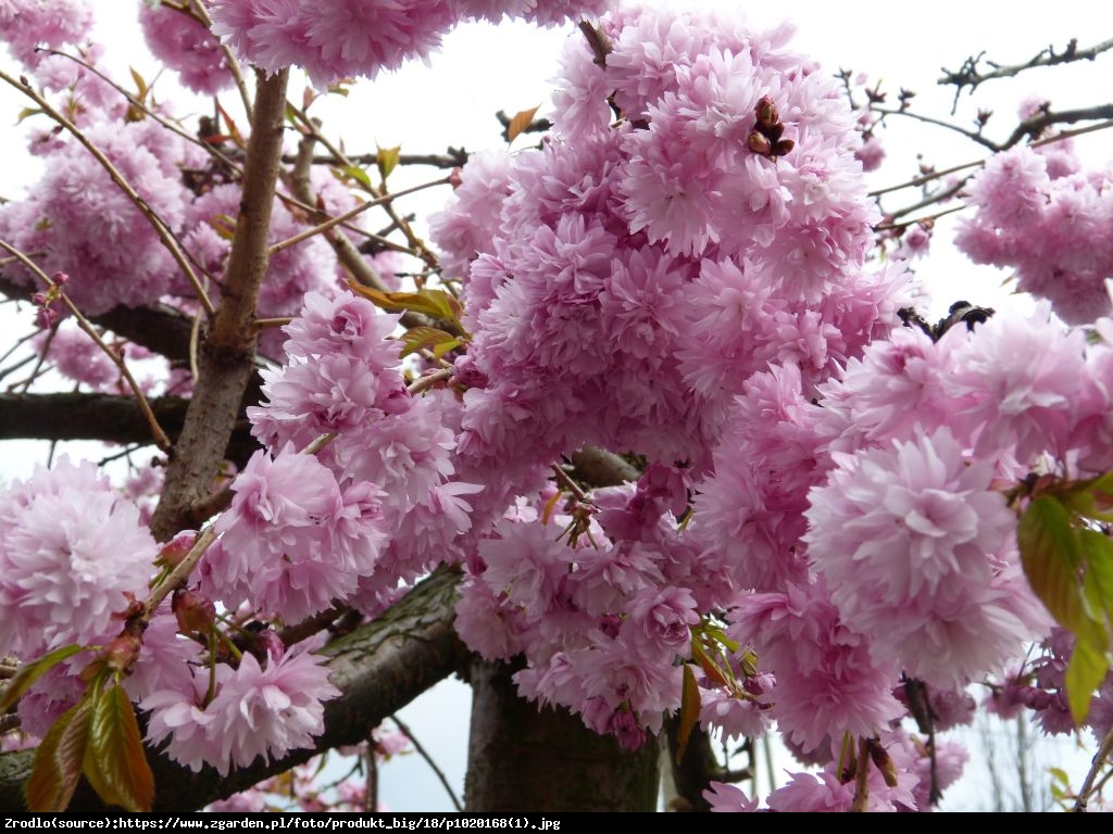 Wiśnia piłkowana Kiku-shidare-zakura - Prunus serrulata Kiku-shidare-zakura