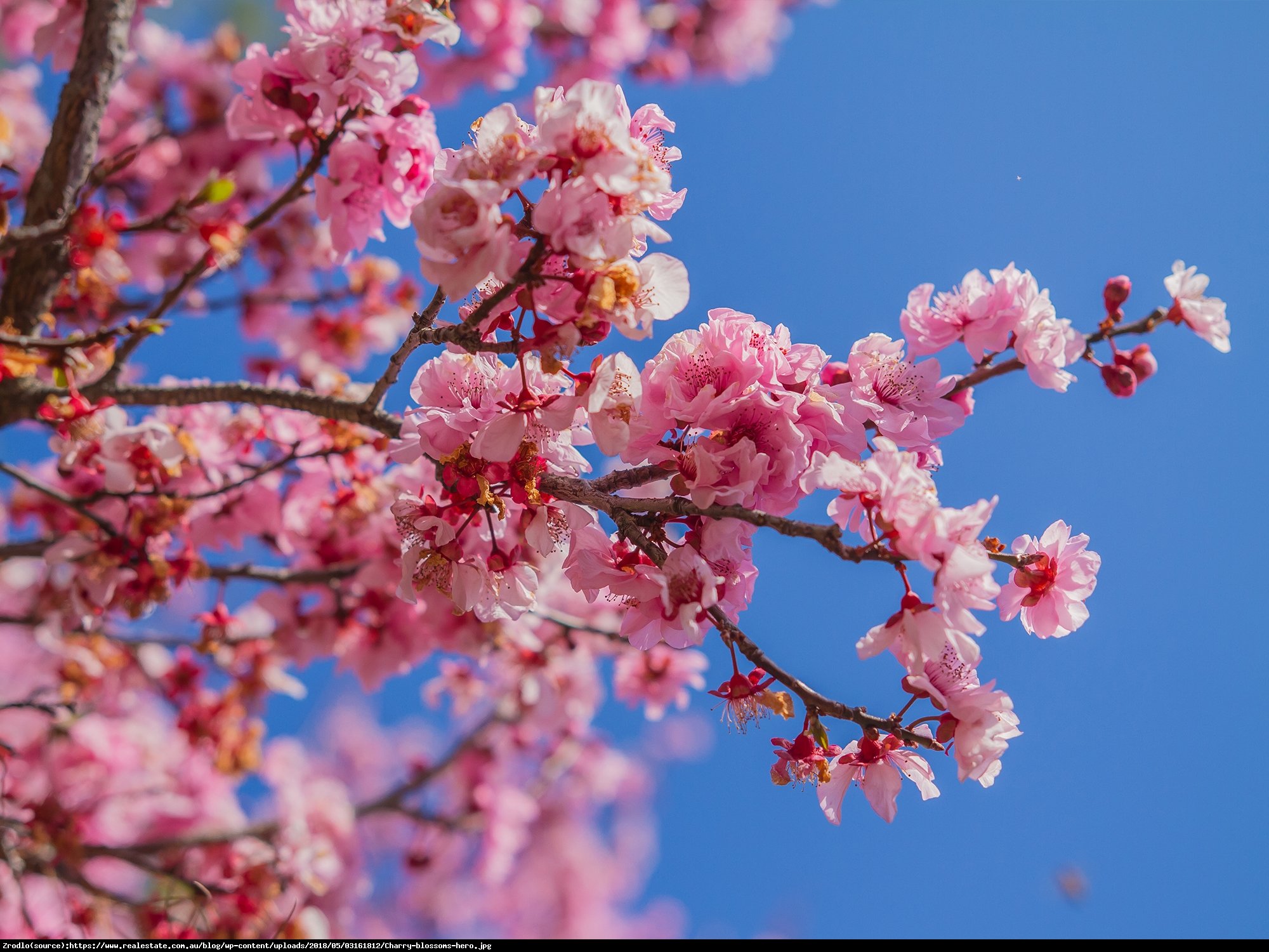 Wiśnia piłkowana Kiku-shidare-zakura - Prunus serrulata Kiku-shidare-zakura