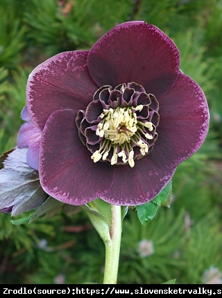 Ciemiernik wschodni Anemone Aubergine with White Edge - Unikat, fioletowy z białym obrzeżeniem !!! - Helleborus orientalis Anemone Aubergine with White Edge