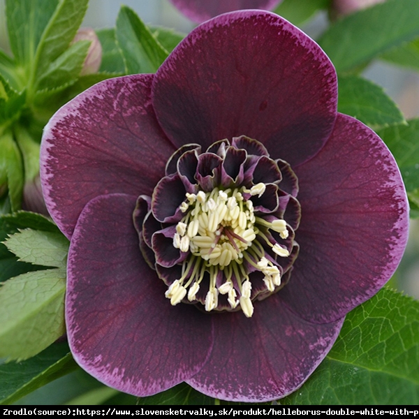 Ciemiernik wschodni Anemone Aubergine with White Edge - Unikat, fioletowy z białym obrzeżeniem !!! - Helleborus orientalis Anemone Aubergine with White Edge