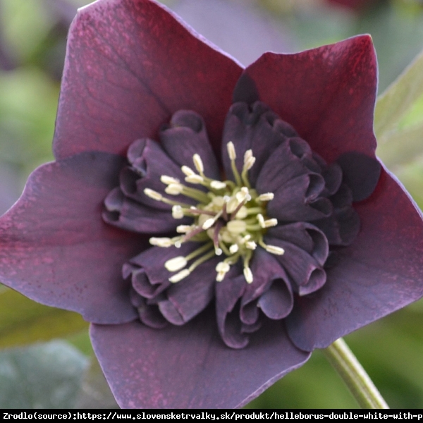 Ciemiernik wschodni Anemone Aubergine with White Edge - Unikat, fioletowy z białym obrzeżeniem !!! - Helleborus orientalis Anemone Aubergine with White Edge