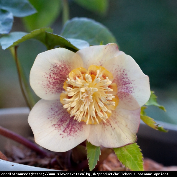 Ciemiernik wschodni Anemone Apricote - Unikat, morelowa piękność !!! - Helleborus orientalis Anemone Apricote