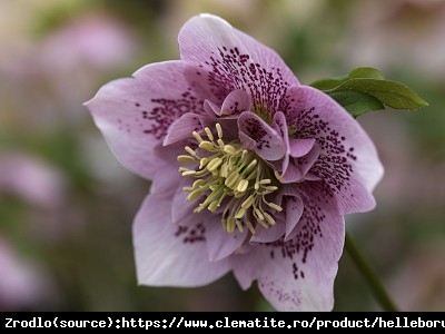 Ciemiernik wschodni Anemone Pink Spotted - Rarytas, różowy nakrapiany !!! - Helleborus orientalis Anemone Pink Spotted