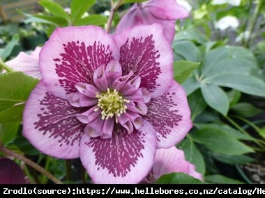 Ciemiernik wschodni Anemone Pink Spotted - Rarytas, różowy nakrapiany !!! - Helleborus orientalis Anemone Pink Spotted