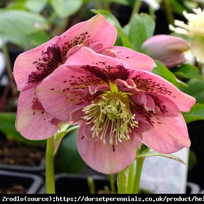 Ciemiernik wschodni Anemone Pink Spotted - Rarytas, różowy nakrapiany !!! - Helleborus orientalis Anemone Pink Spotted