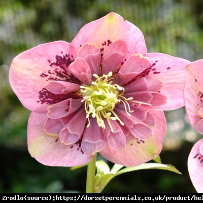 Ciemiernik wschodni Anemone Pink Spotted - Rarytas, różowy nakrapiany !!! - Helleborus orientalis Anemone Pink Spotted