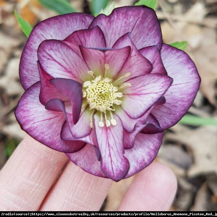 Ciemiernik wschodni Anemone Picotee Red. ZIMOWE CUDO W TWOIM OGRODZIE!!! -  Helleborus orientalis Anemone Picotee Red