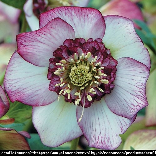 Ciemiernik wschodni Anemone Picotee Red. ZIMOWE CUDO W TWOIM OGRODZIE!!! -  Helleborus orientalis Anemone Picotee Red