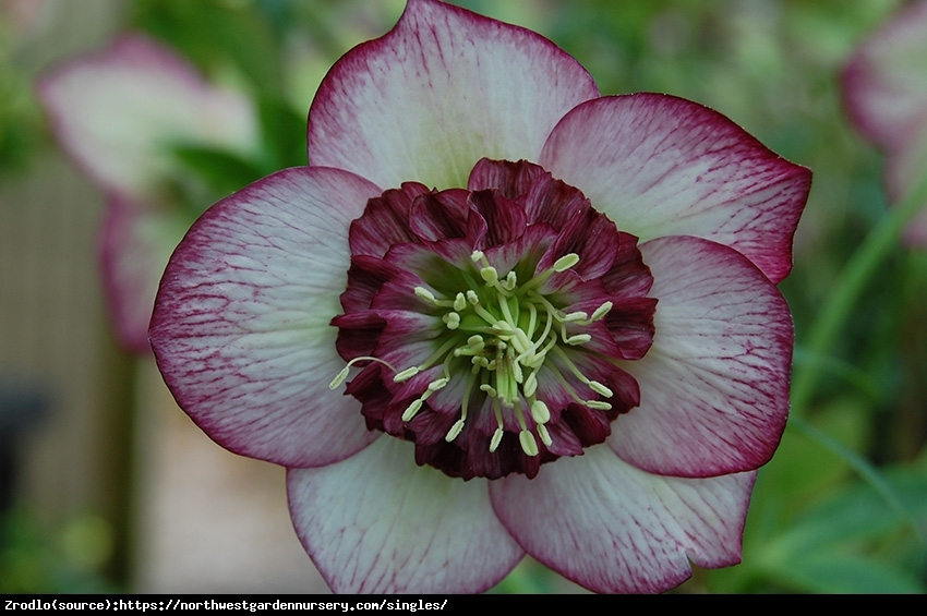 Ciemiernik wschodni Anemone Picotee Red. ZIMOWE CUDO W TWOIM OGRODZIE!!! -  Helleborus orientalis Anemone Picotee Red