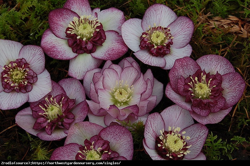 Ciemiernik wschodni Anemone Picotee Red. ZIMOWE CUDO W TWOIM OGRODZIE!!! -  Helleborus orientalis Anemone Picotee Red